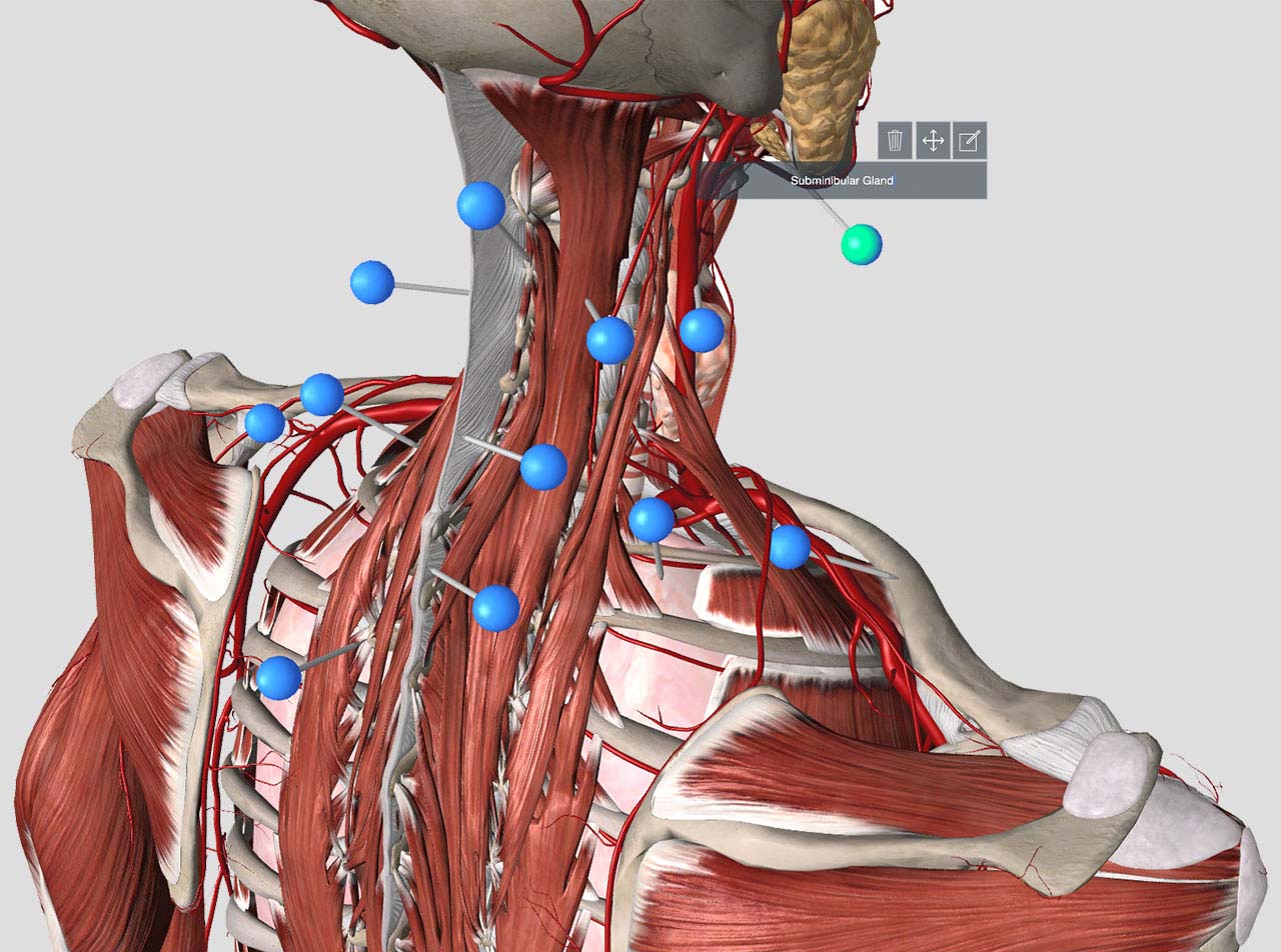 download essential anatomy 5 free for android